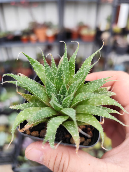 Aloe aristata