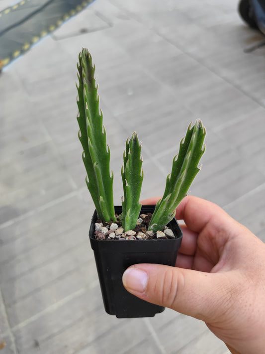 Stapelia hirsuta
