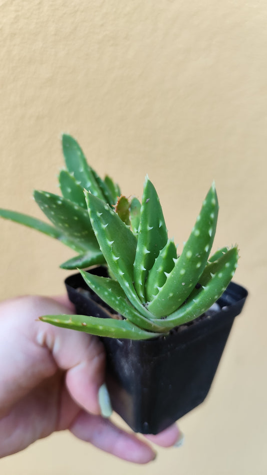 Aloe mitriformis