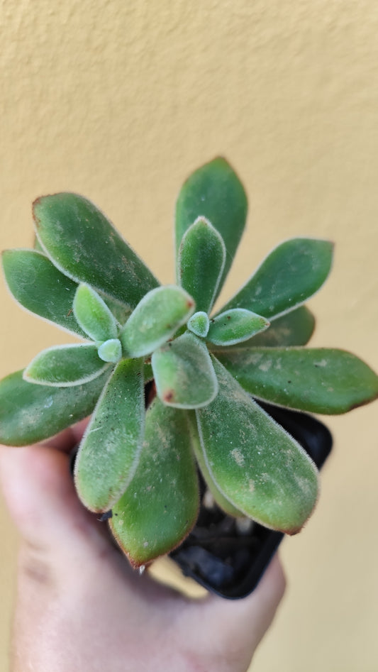 Echeveria pulvinata ruby