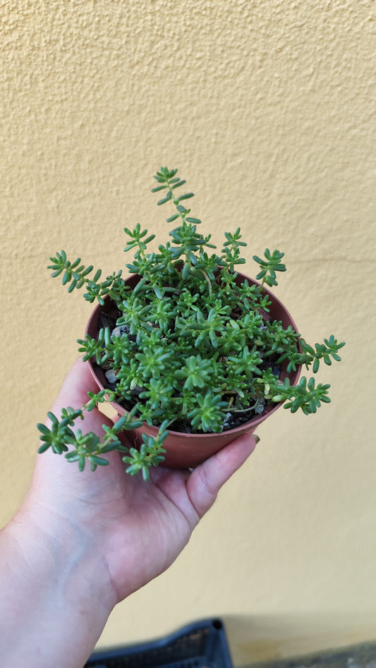 Sedum album