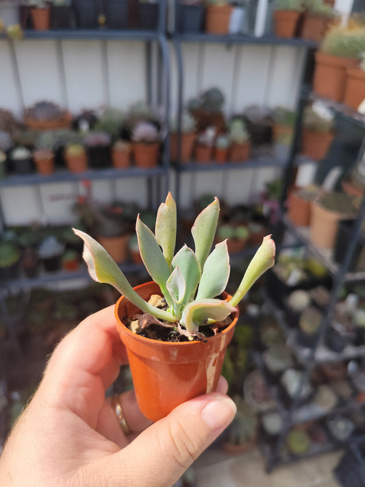 Echeveria trumpet pinky