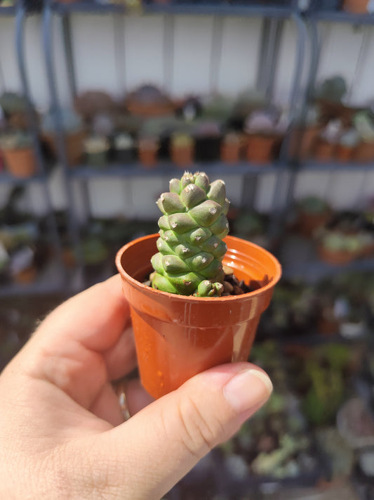 Monadenium ritchiei