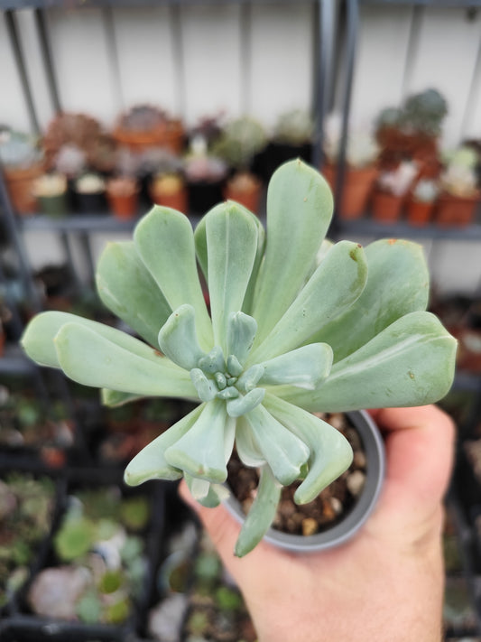 Pachyveria scheideckeri var. albo carinata