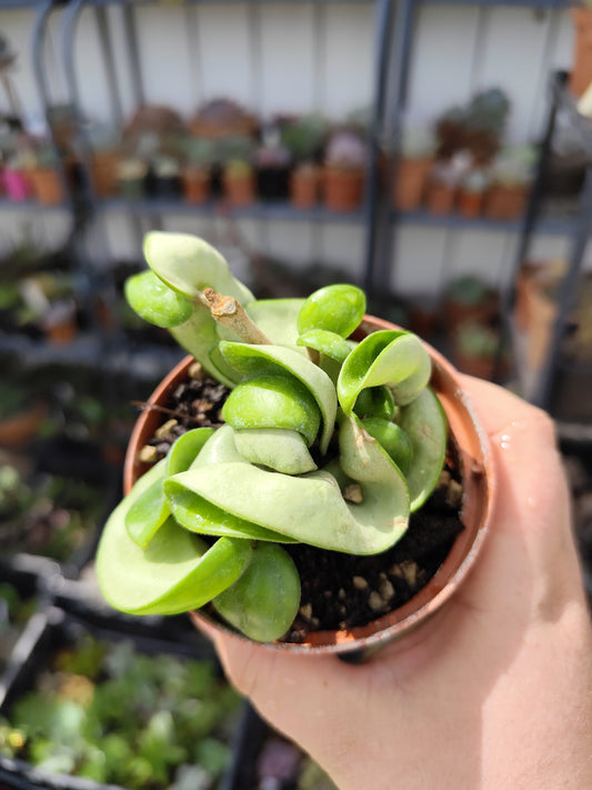 Hoya carnosa compacta
