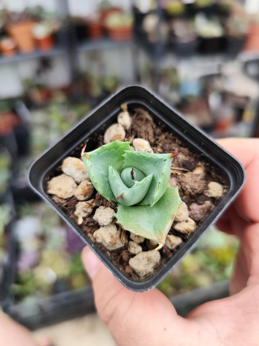Agave potatorum