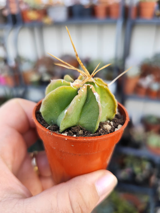 Astrophytum capricorne