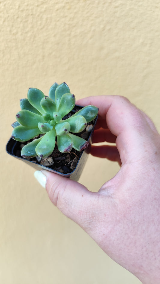 Echeveria vienna