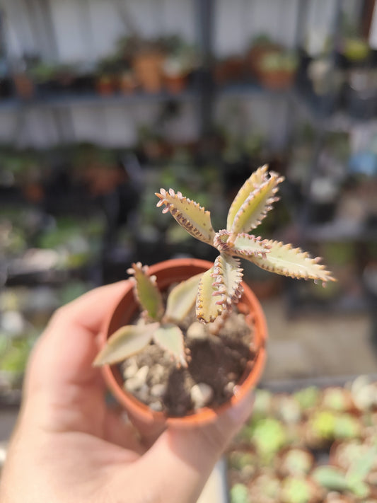 Kalanchoe daigremontiana