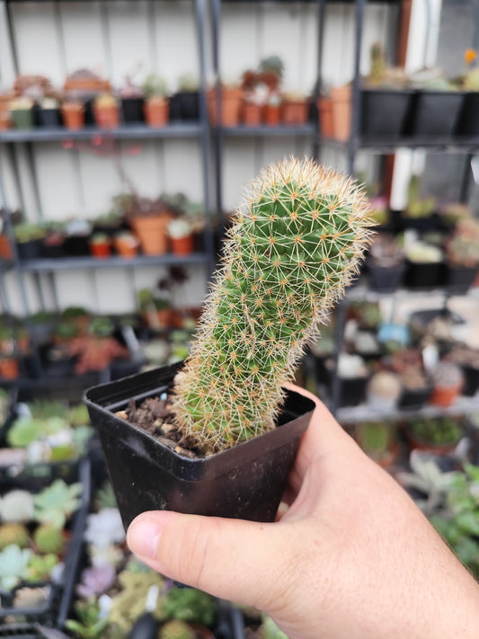 Mammillaria sp