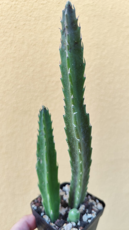 Stapelia hirsuta