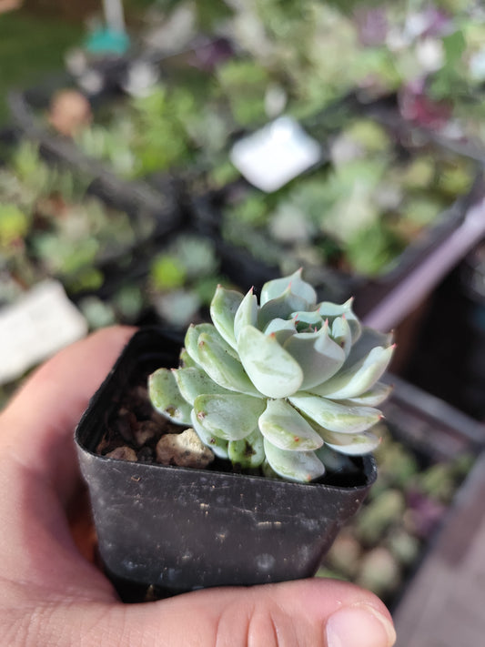 Echeveria sp