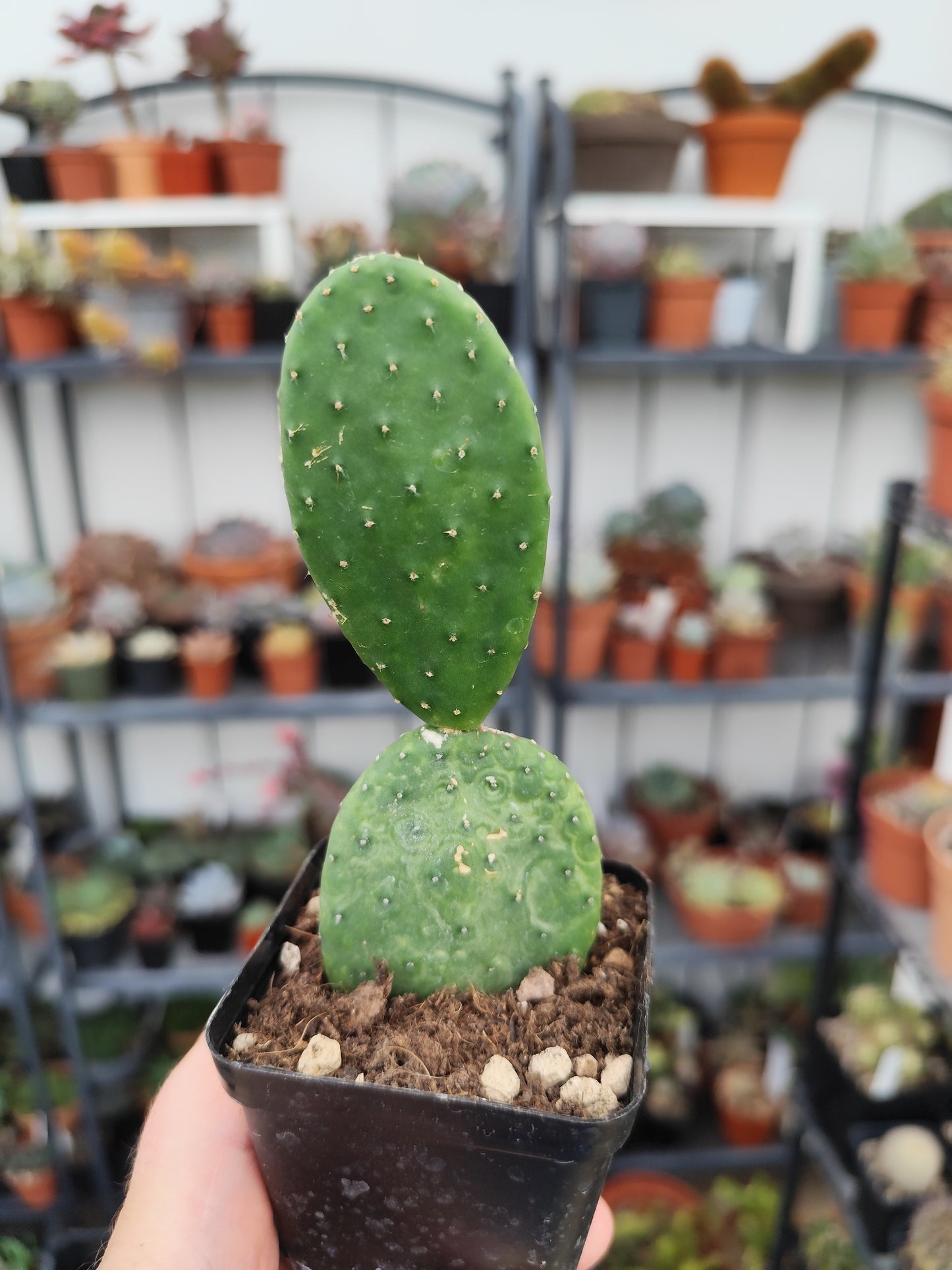 Opuntia caress