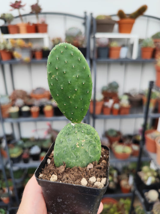 Opuntia caress