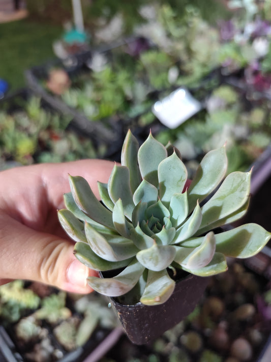 Echeveria sp