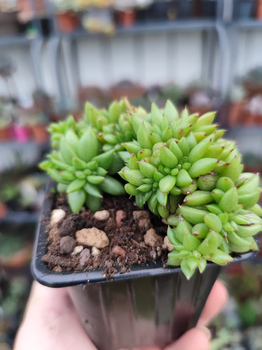 Echeveria agavoides crestata