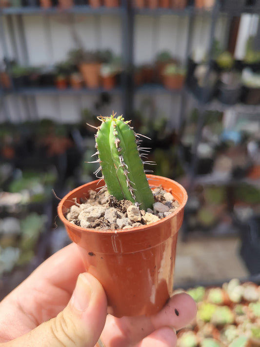 Euphorbia fruticosa