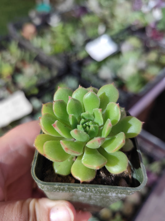 Echeveria sp