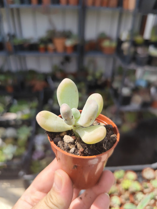 Pachyphytum oviferum