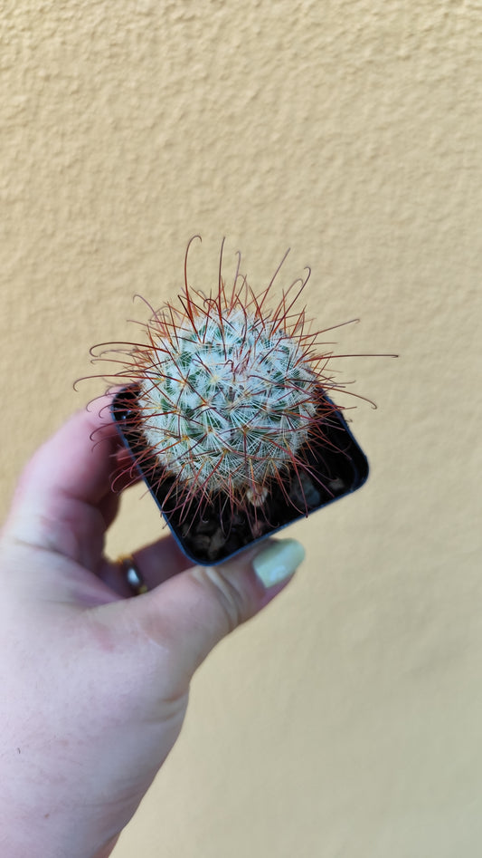 Mammillaria bombycina