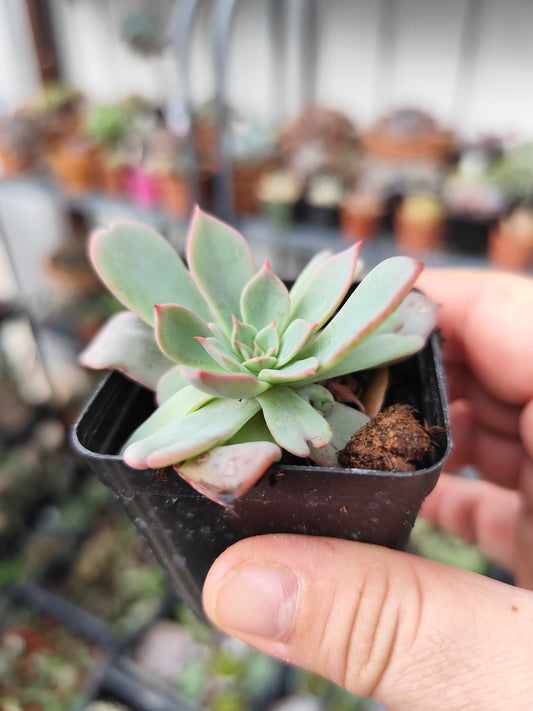Echeveria sp