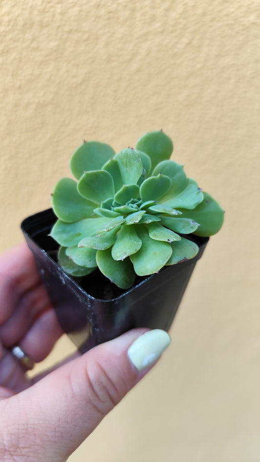 Echeveria quasimodo crestata