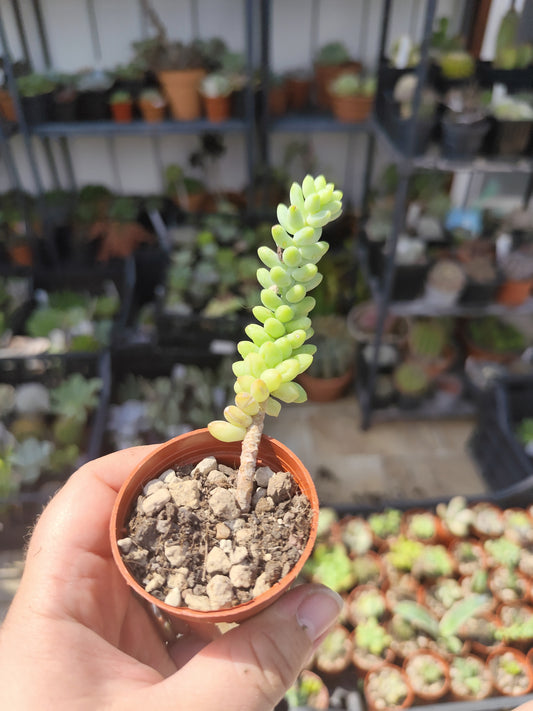 Sedum burrito