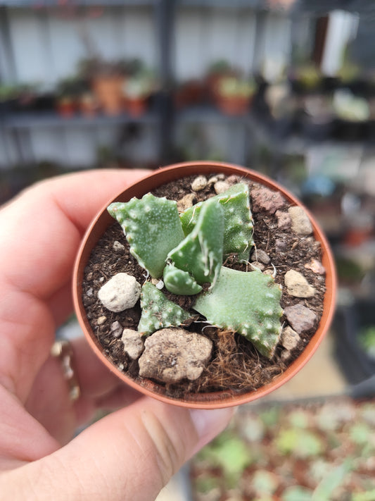 Faucaria tigrina