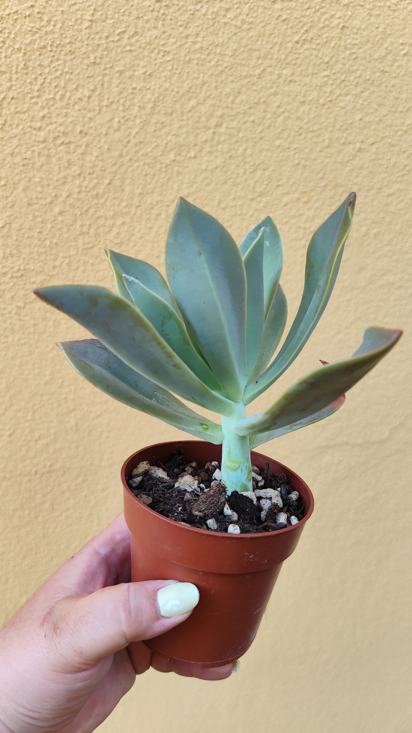 Graptoveria 'Fred ives'