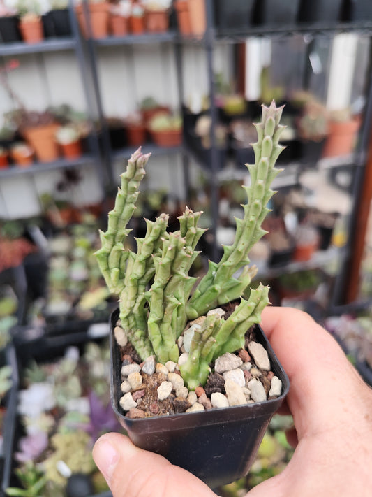 Huernia variegata