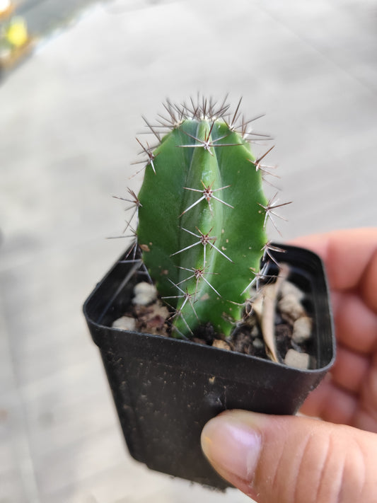 Stenocereus griseus