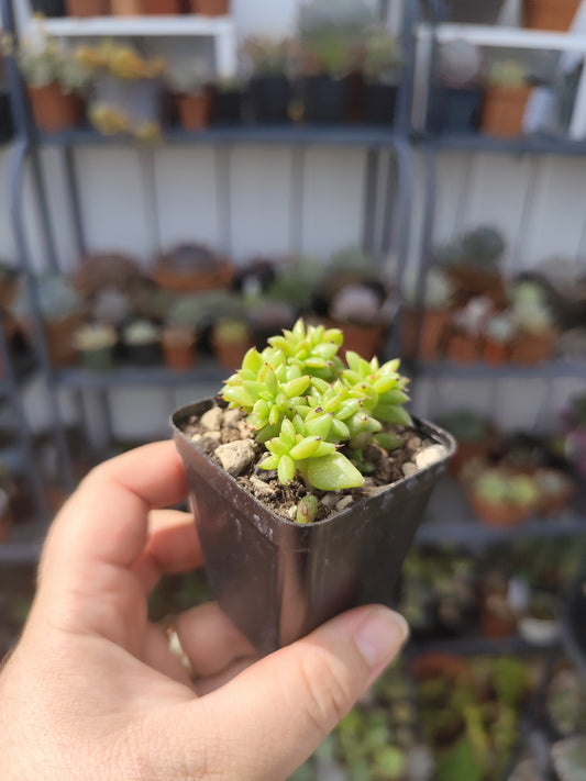 Echeveria agavoides crestata