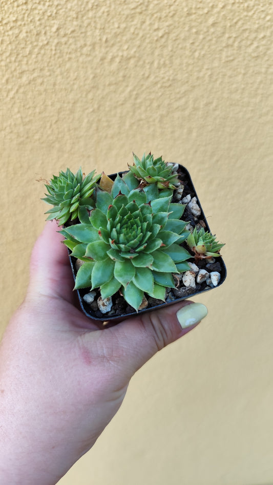 Sempervivum