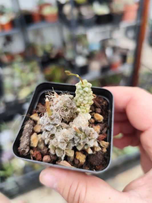 Anacampseros baeseckei