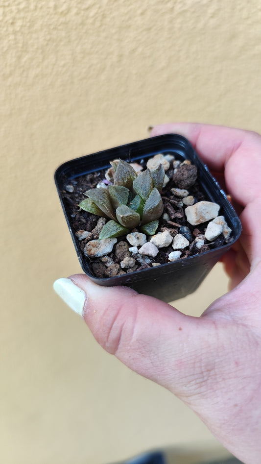 Haworthia sp