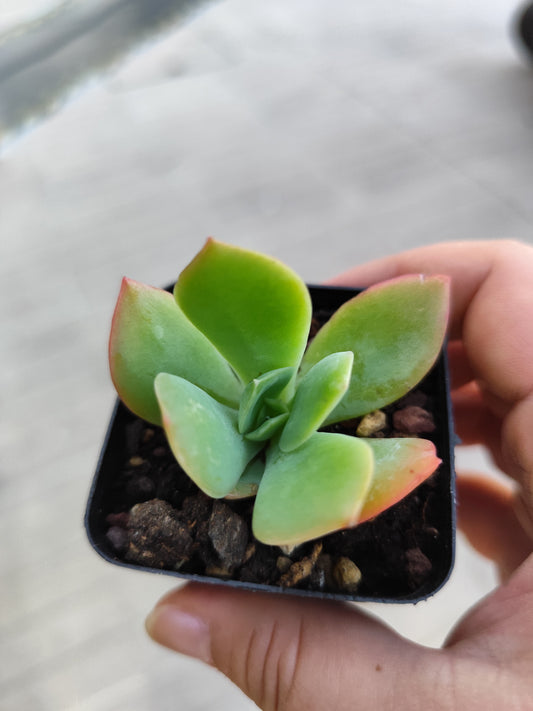 Echeveria luella
