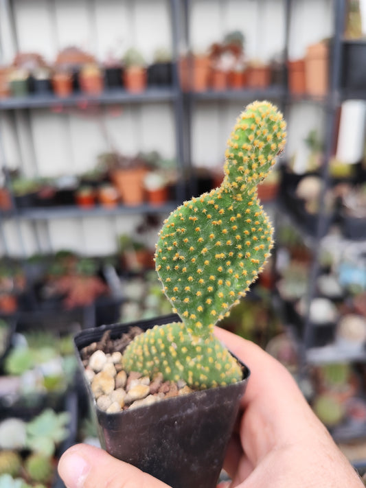 Opuntia microdasys