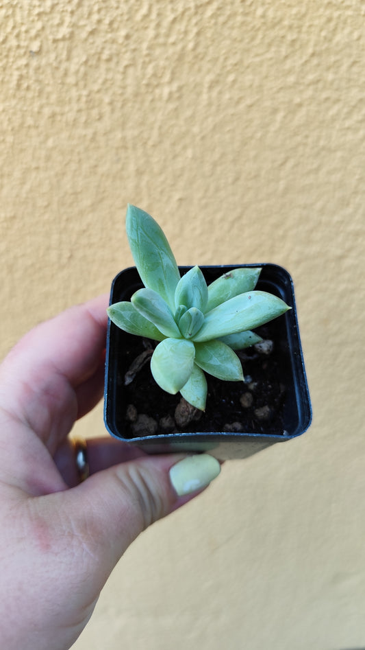 Pachyphytum  hookeri