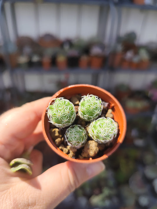 Mammillaria gracilis