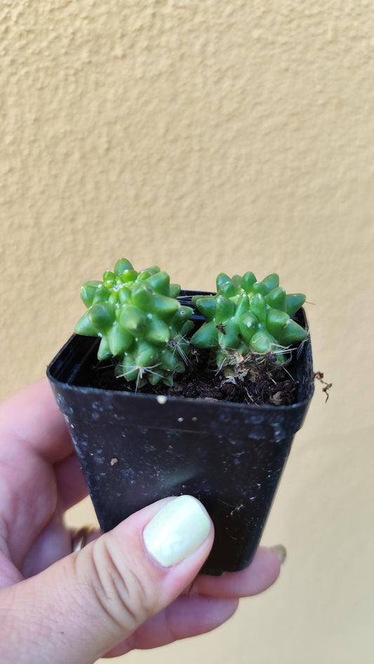 Mammillaria polythele