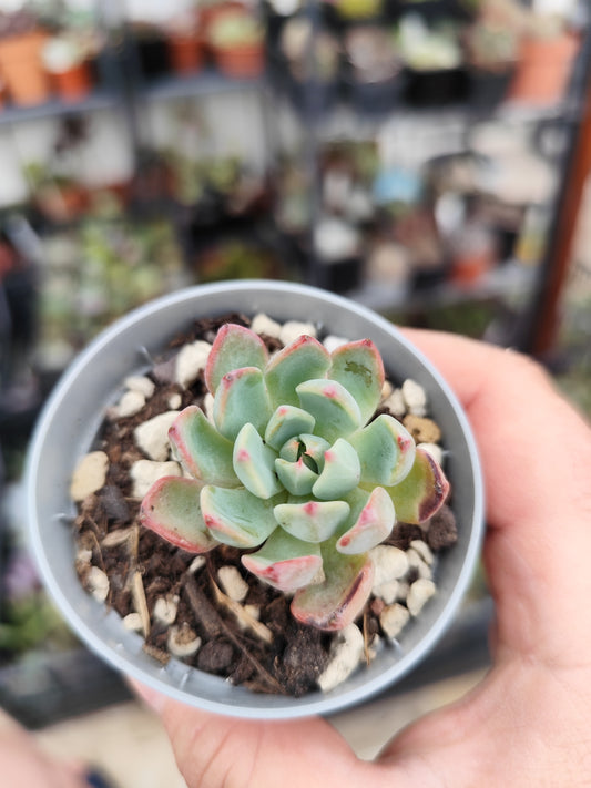 Echeveria sp