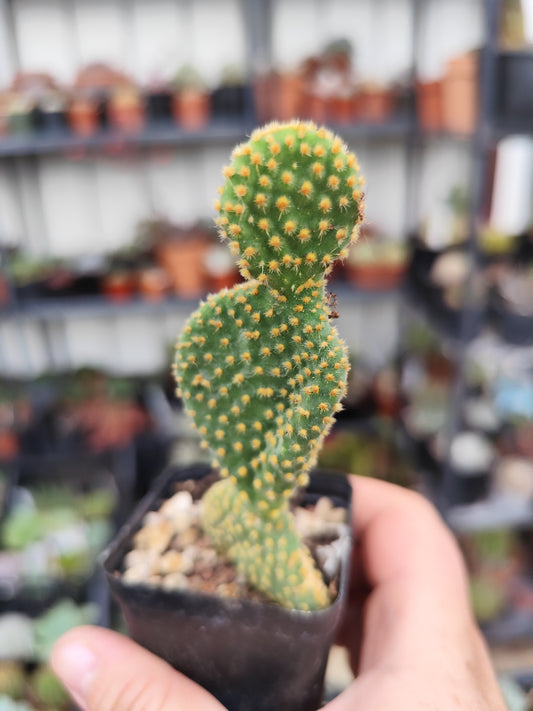 Opuntia microdasys
