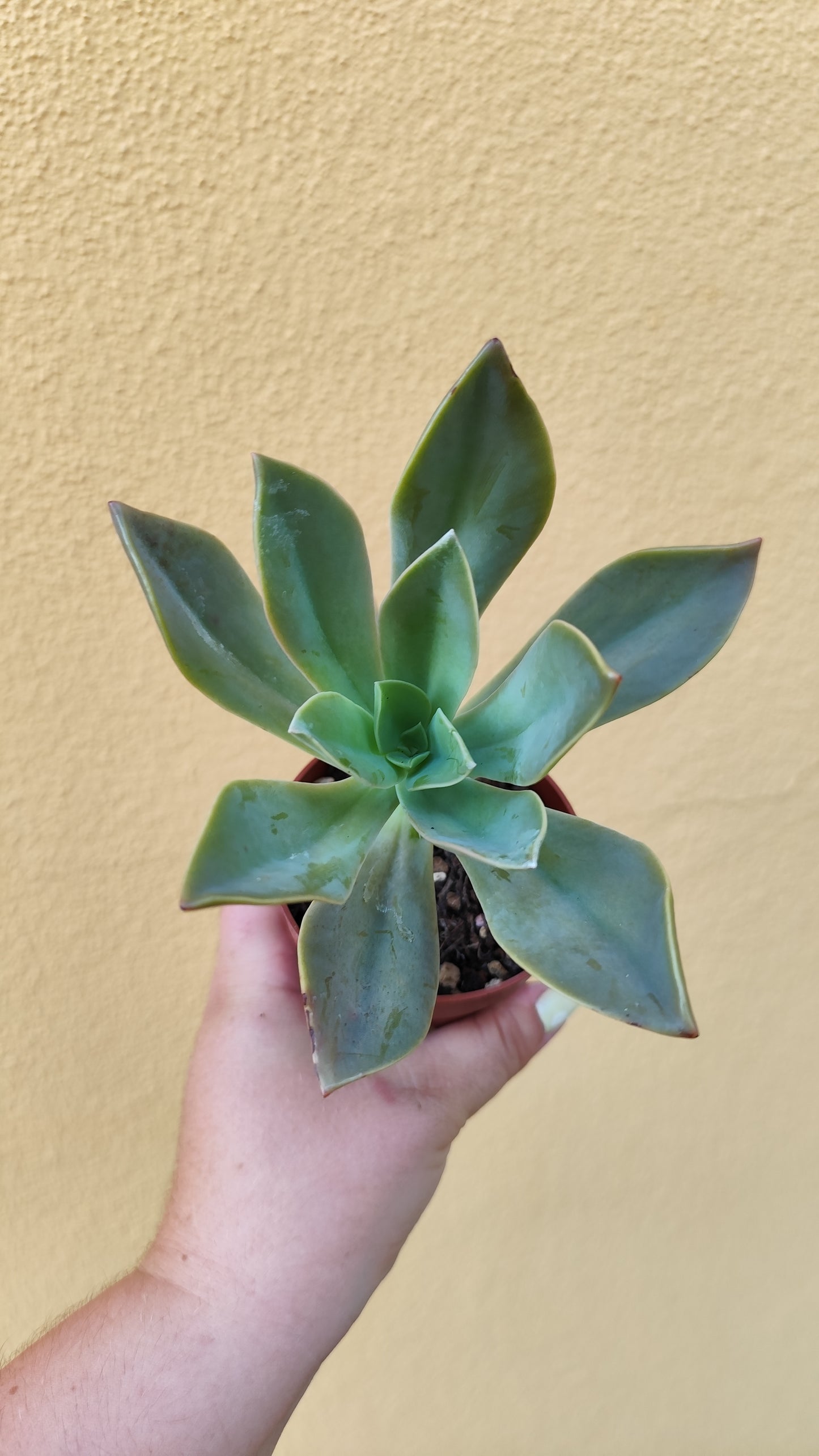 Graptoveria 'Fred ives'