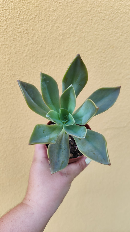 Graptoveria 'Fred ives'