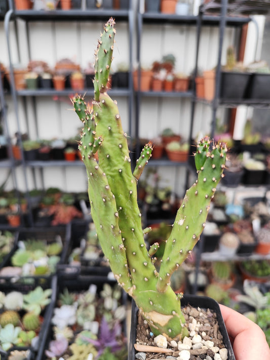 Opuntia monacantha