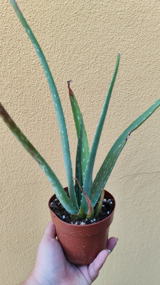 Aloe vera