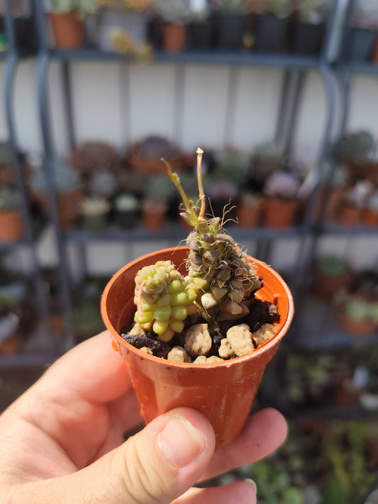 Anacampseros baeseckei