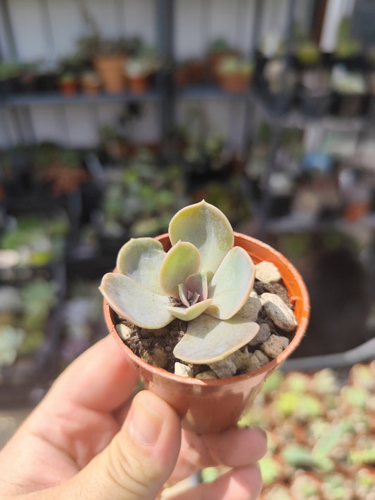 Echeveria perla di Norimberga