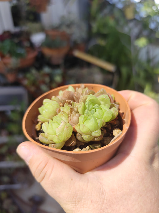Haworthia cooperii v. truncata