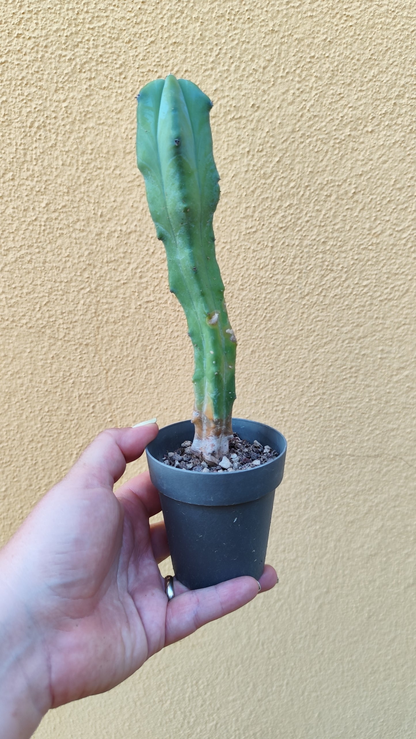 Myrtillocactus geometrizans